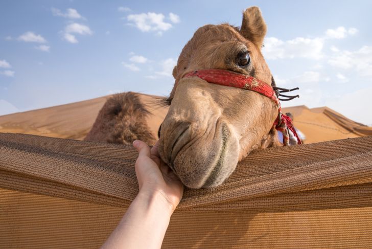 Join the New Milky Wave: The Benefits of Camel Milk