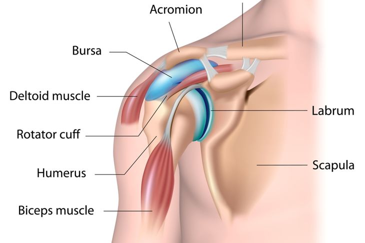 Labrum Tears of the Shoulder and Hip