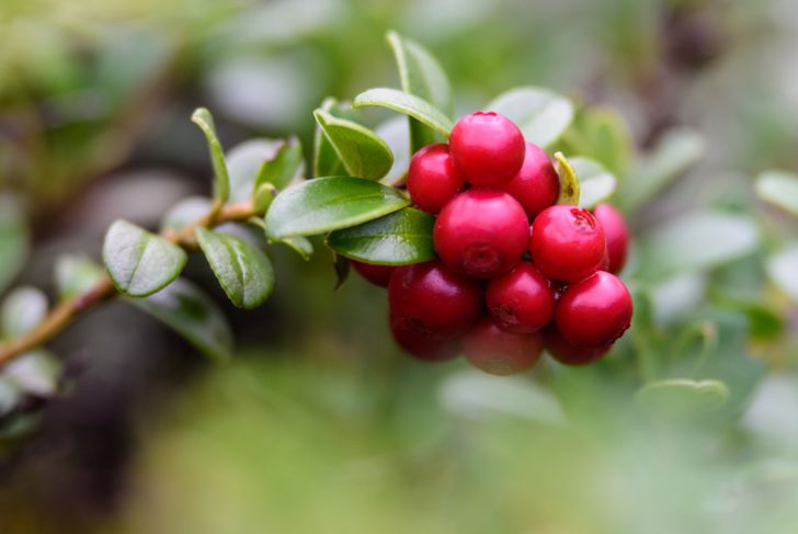 Lingonberry: The Wonder Berry