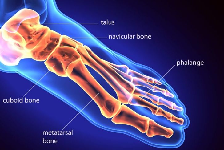 MTP Joint Anatomy and Disorders