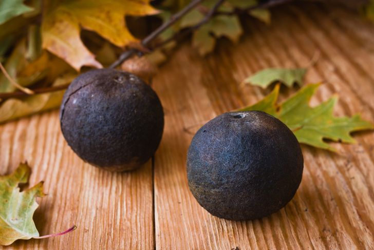 Nutrient-Packed Black Walnuts Deliver Big Benefits