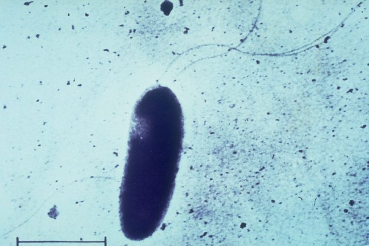 Pathogenic and Beneficial Pseudomonas Bacteria