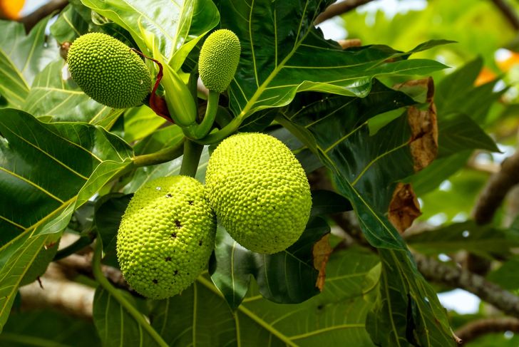 Proven Health Benefits of Breadfruit