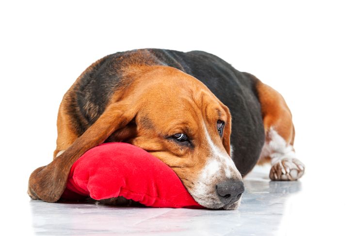 Seizures in Dogs: What You Need to Know