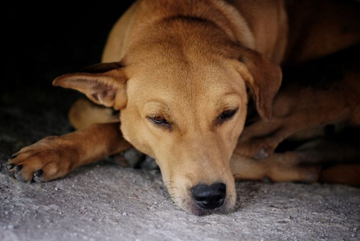 Seizures in Dogs: What You Need to Know