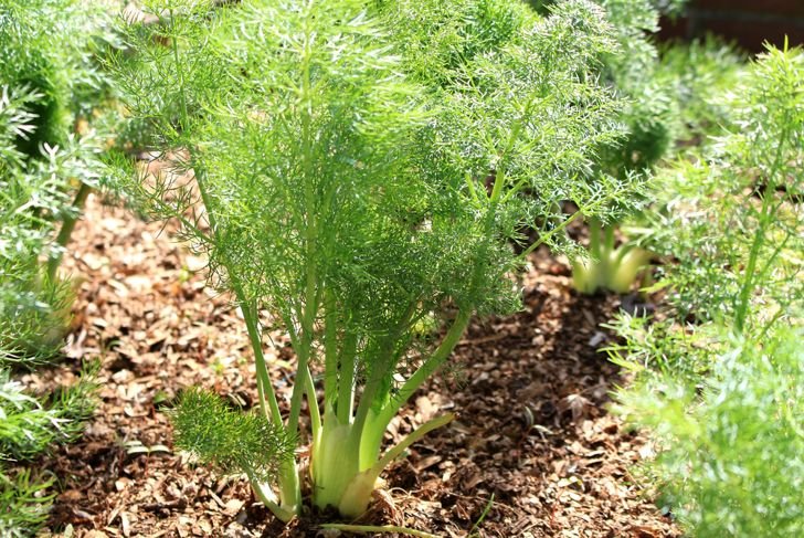 The Amazing Health Benefits of Fennel