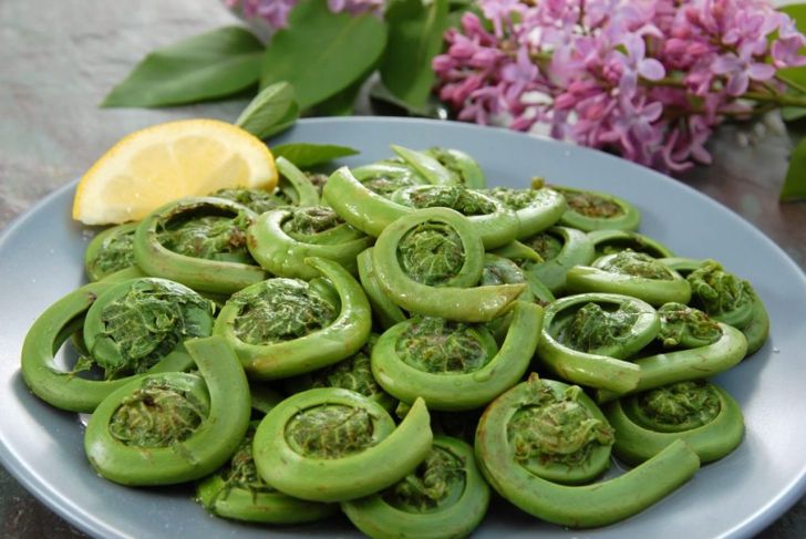 The Health and Culinary Benefits of Fiddleheads