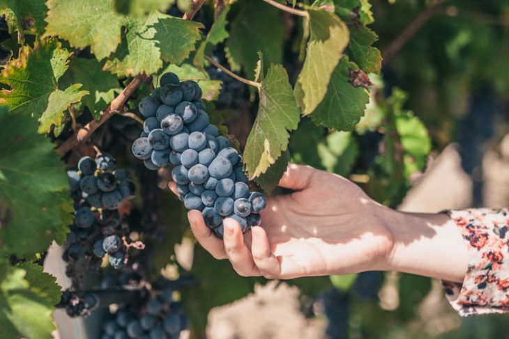 The Incredible Health Benefits of Grapes