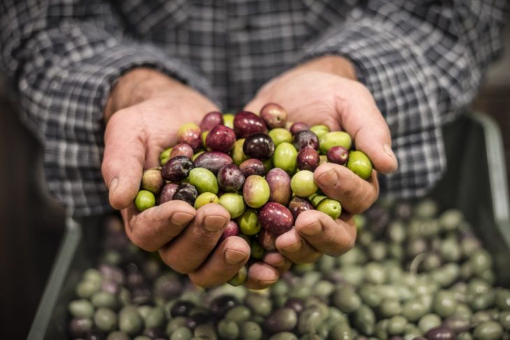 The Incredible Health Benefits of Olives