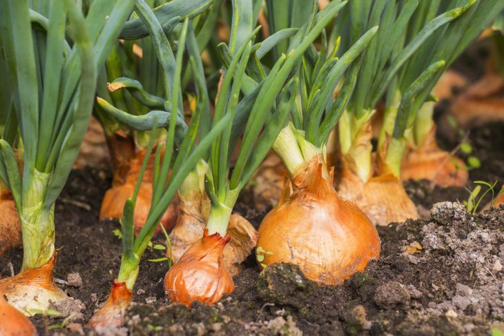 The Incredible Health Benefits of Onions