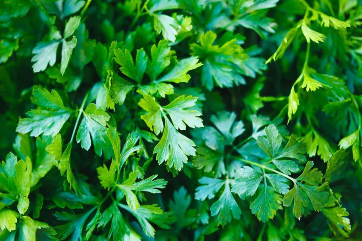 The Incredible Health Benefits of Parsley
