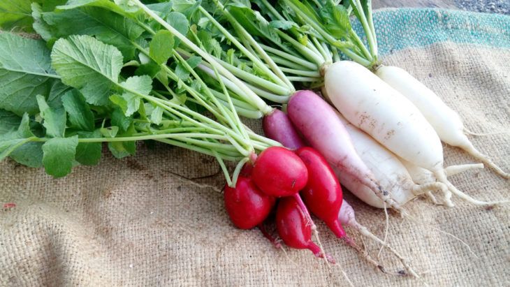 The Incredible Health Benefits of Radishes