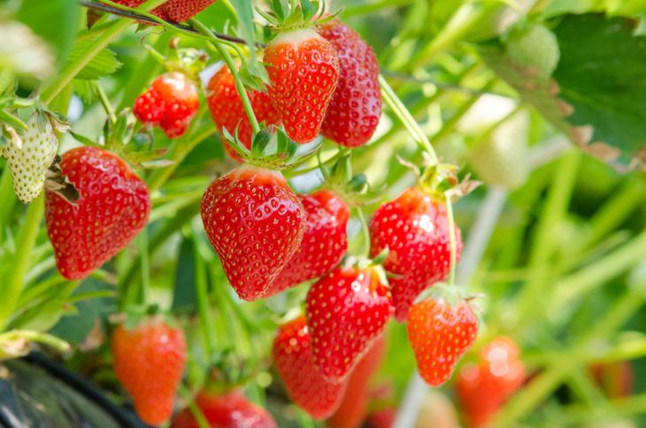 The Incredible Health Benefits of Strawberries