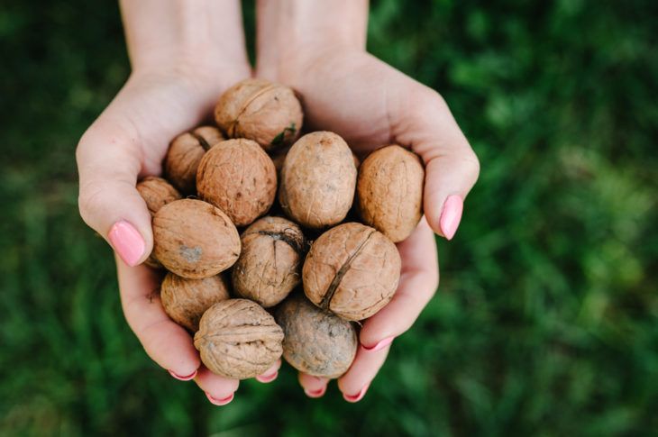 The Incredible Health Benefits of Walnuts