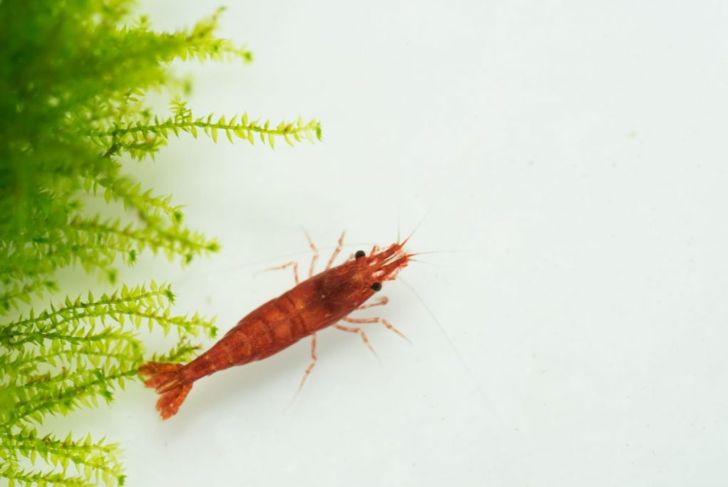 The Nutritional Benefits of Shrimp