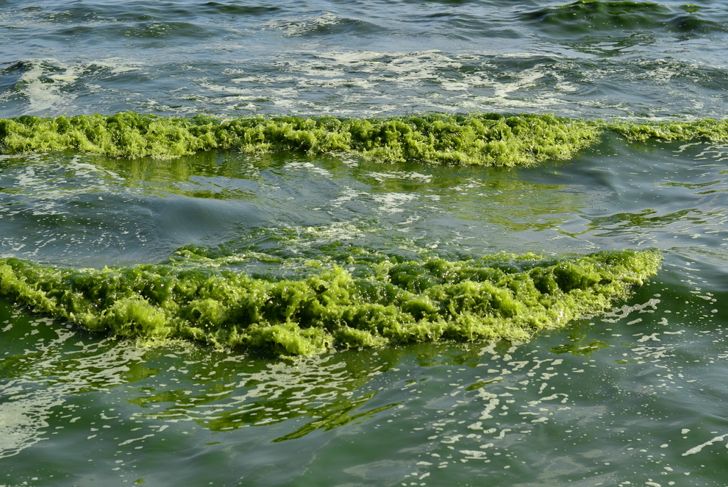 The Spectacular Health Benefits of Phytoplankton