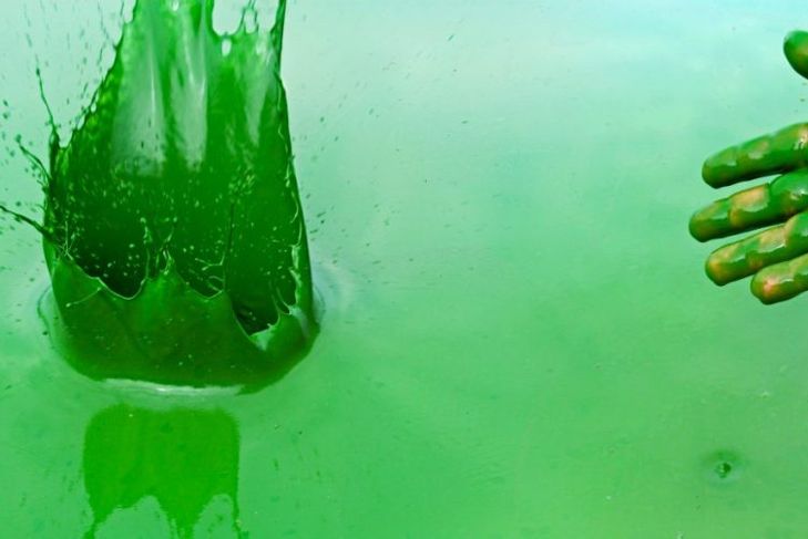 Understanding the Dangers of Blue-Green Algae