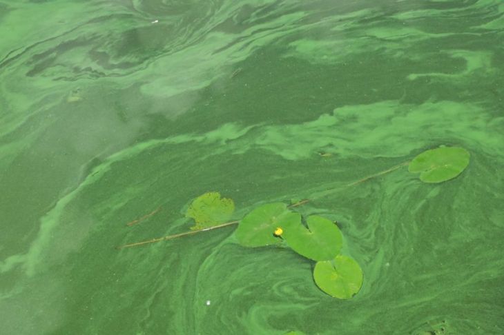 Understanding the Dangers of Blue-Green Algae