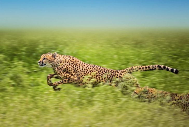 What Are The Fastest Animals In The World?
