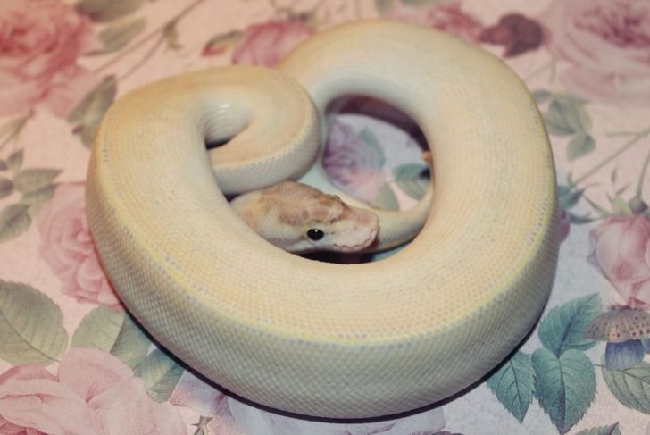 What do you Know About Ball Pythons?