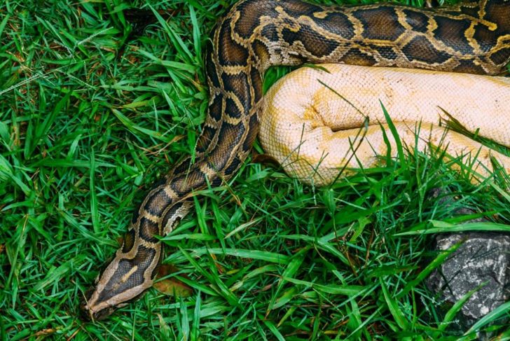 What do you Know About Ball Pythons?