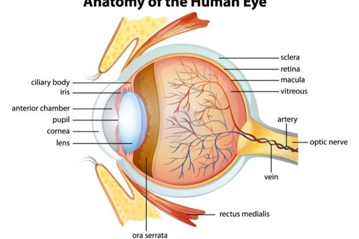 What is Central Retinal Artery Occlusion?