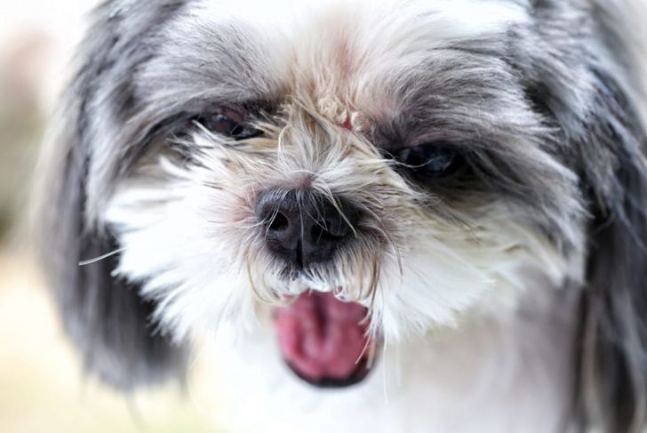 What is Good and Bad about Shih Tzus?