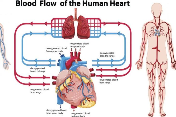 What is Ventricular Fibrillation