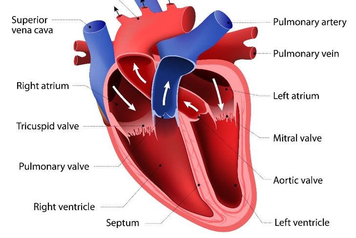 What is Ventricular Tachycardia?
