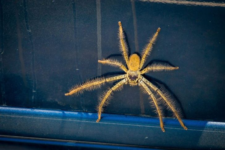 What on Earth is a Huntsman Spider?