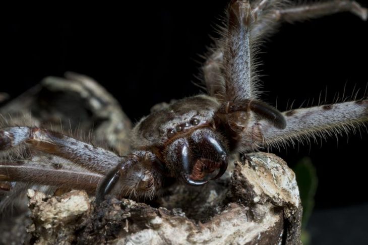 What on Earth is a Huntsman Spider?