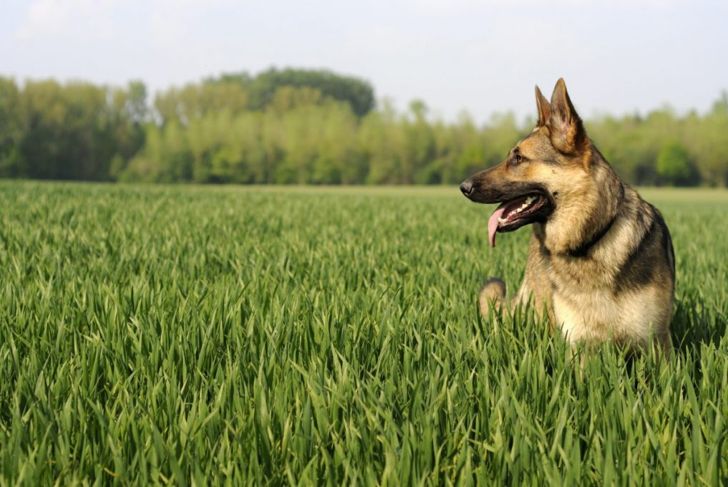 What's Good and Bad About German Shepherds?