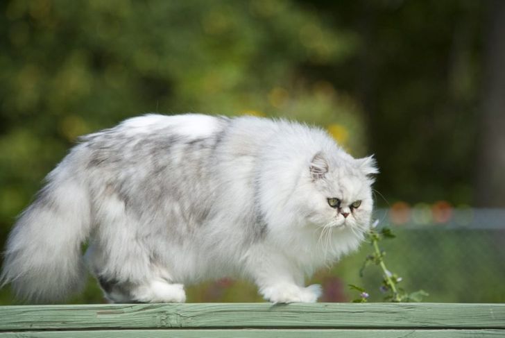 What's Good and Bad About Persian Cats?