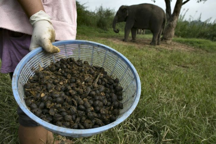 What's the Deal with Elephant Dung Coffee?