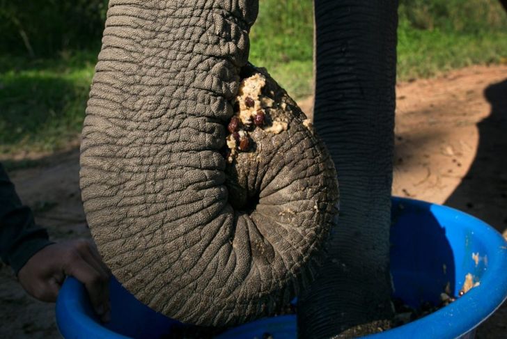 What's the Deal with Elephant Dung Coffee?