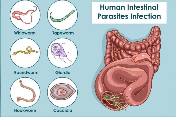 Whipworm Infections: Causes, Symptoms, and Treatments