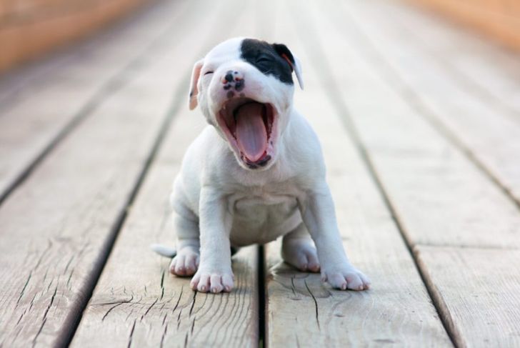 Why Do We Yawn and is it Really Contagious?