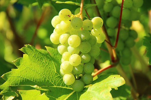 What is the Nutritional Value of Green Grapes and Is Green Grapes Healthy for You?