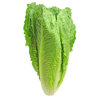 What is the Nutritional Value of Romaine Lettuce and Is It Good for You?