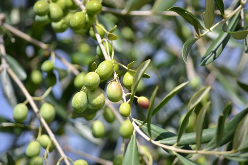 What is the Nutritional Value of Olives and is Olives Healthy for You?