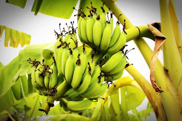 What is the Nutritional Value of Plantain and Is Plantain Healthy for You?