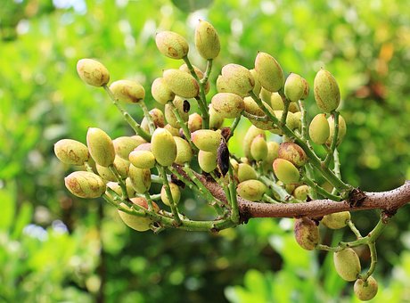 What is the Nutritional Value of Pistachios and is Pistachios Healthy for You?