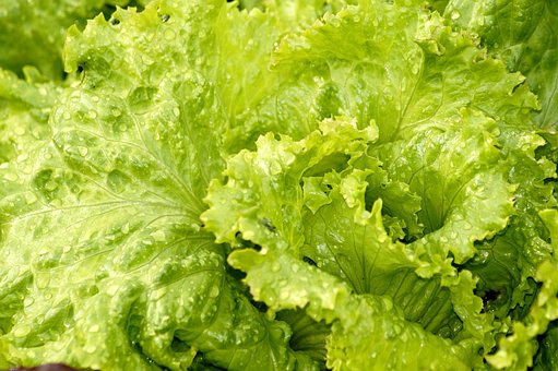 What is the Nutritional Value of Iceberg Lettuce and is Iceberg Lettuce Healthy for You?