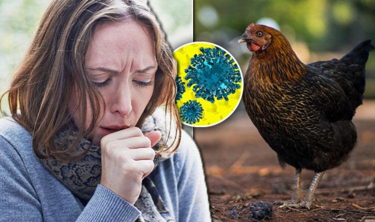 What are the Symptoms of Bird Flu and the Treatment for Bird Flu?