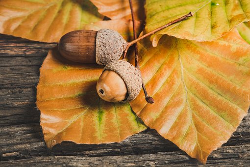 What is the Nutritional Value of Acorns and Is Acorns Healthy for You?