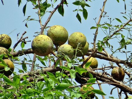 What is the Nutritional Value of Aegle Marmelos and Are Aegle Marmelos Healthy for You?