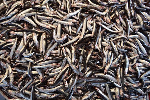 What is the Nutritional Value of Anchovies and Are Anchovies Healthy for You?