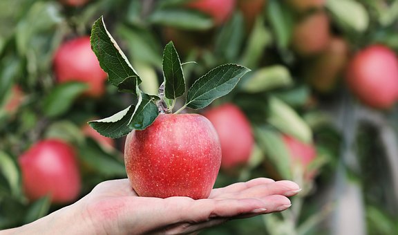 What is the Nutritional Value of Apple and Is Apple Healthy for You?