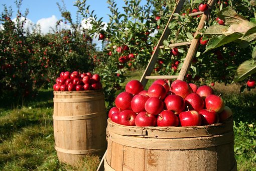 What is the Nutritional Value of Apple and Is Apple Healthy for You?