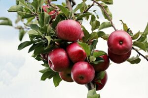 What is the Nutritional Value of an Apple and Is an Apple Healthy for You?